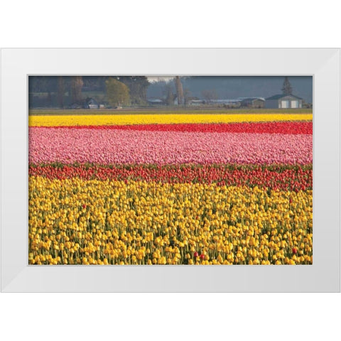 Reds Pinksand Yellows White Modern Wood Framed Art Print by Styber, Dana