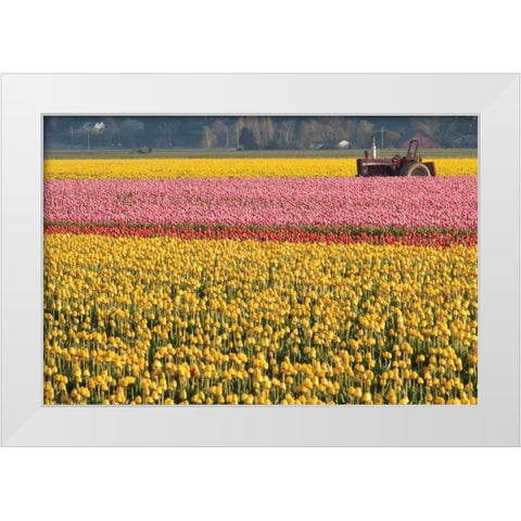 Tractor and Tulips I White Modern Wood Framed Art Print by Styber, Dana
