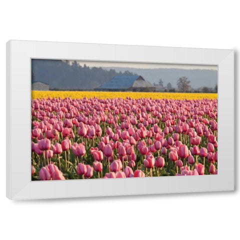 In the Pink White Modern Wood Framed Art Print by Styber, Dana