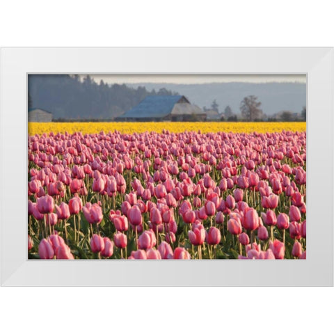 In the Pink White Modern Wood Framed Art Print by Styber, Dana
