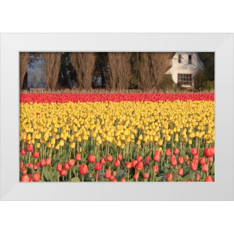 Red and Orange Tulips White Modern Wood Framed Art Print by Styber, Dana