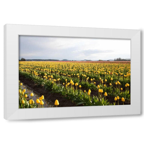 Tulips at Sunset V White Modern Wood Framed Art Print by Styber, Dana