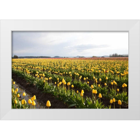 Tulips at Sunset V White Modern Wood Framed Art Print by Styber, Dana