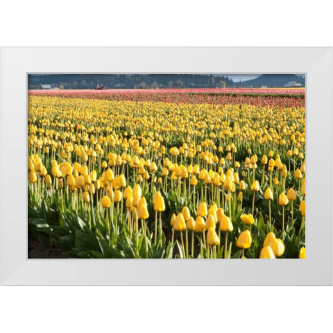 Yellow and Orange Tulips II White Modern Wood Framed Art Print by Styber, Dana