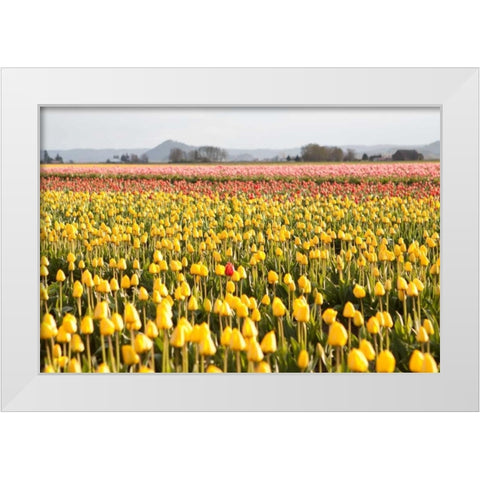 Yellow and Orange Tulips III White Modern Wood Framed Art Print by Styber, Dana