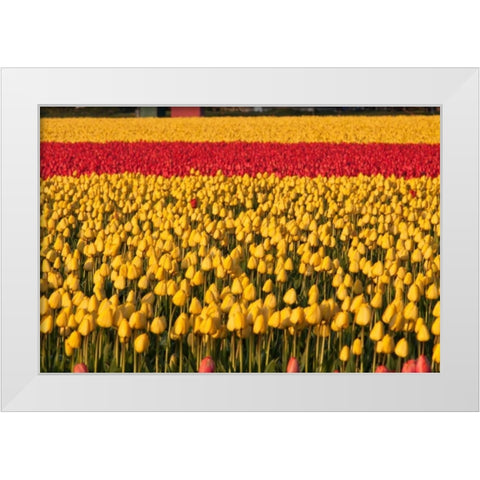 Band of Red White Modern Wood Framed Art Print by Styber, Dana