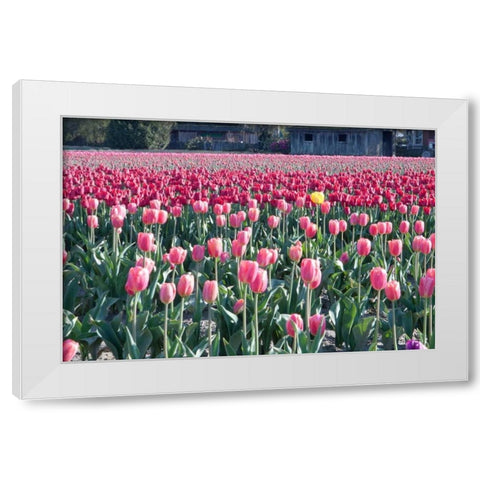 Yellow Among Pinks White Modern Wood Framed Art Print by Styber, Dana