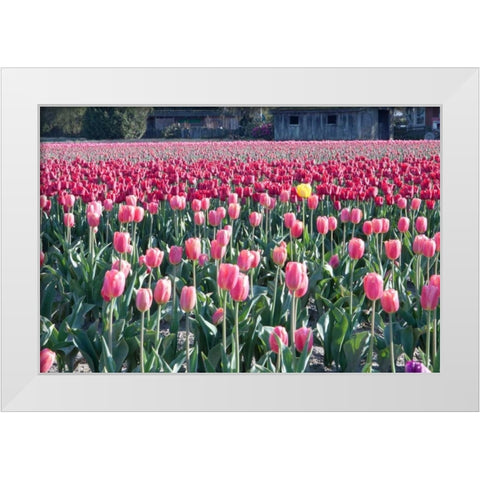 Yellow Among Pinks White Modern Wood Framed Art Print by Styber, Dana