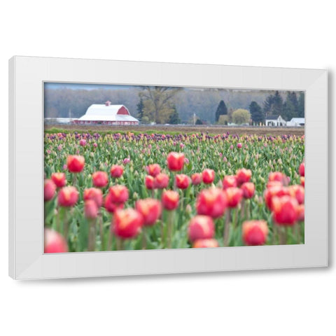 Tulip Homestead White Modern Wood Framed Art Print by Styber, Dana