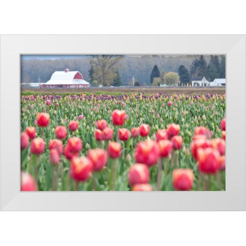 Tulip Homestead White Modern Wood Framed Art Print by Styber, Dana