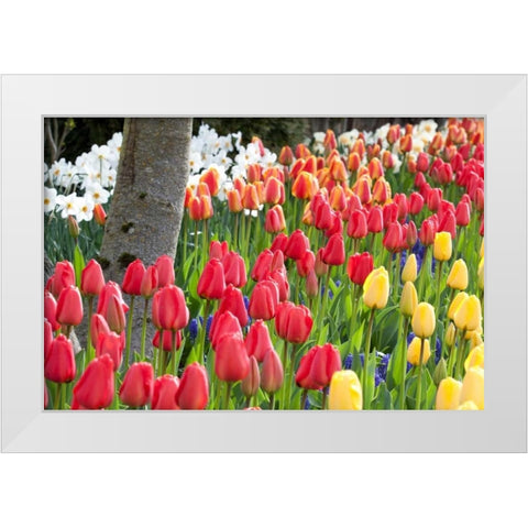 Tulip Bed I White Modern Wood Framed Art Print by Styber, Dana