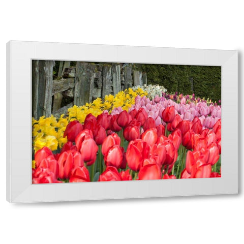 Tulip Bed II White Modern Wood Framed Art Print by Styber, Dana