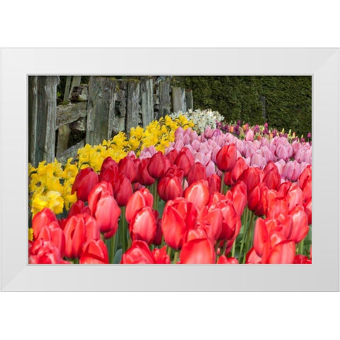 Tulip Bed II White Modern Wood Framed Art Print by Styber, Dana