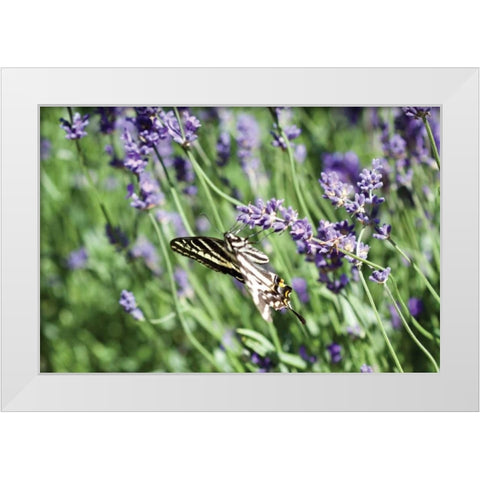 Lavender and Butterfly I White Modern Wood Framed Art Print by Styber, Dana
