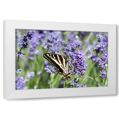 Lavender and Butterfly II White Modern Wood Framed Art Print by Styber, Dana