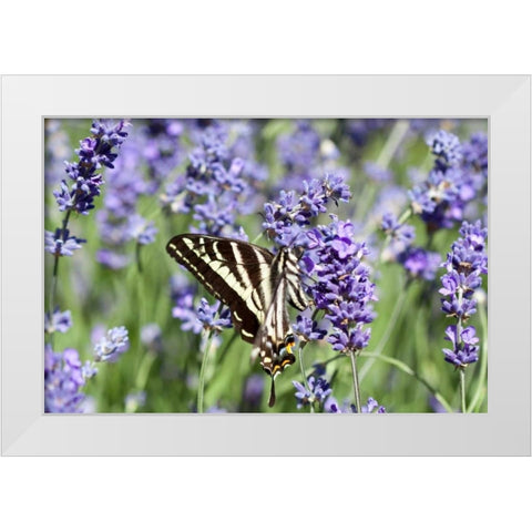 Lavender and Butterfly II White Modern Wood Framed Art Print by Styber, Dana