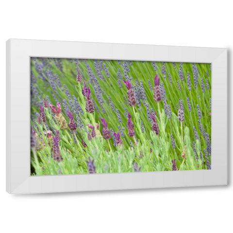Lavender Sway I White Modern Wood Framed Art Print by Styber, Dana