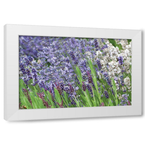 Lavender Sway II White Modern Wood Framed Art Print by Styber, Dana