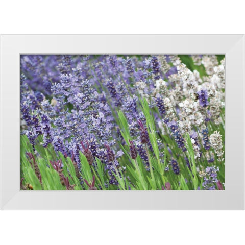Lavender Sway II White Modern Wood Framed Art Print by Styber, Dana