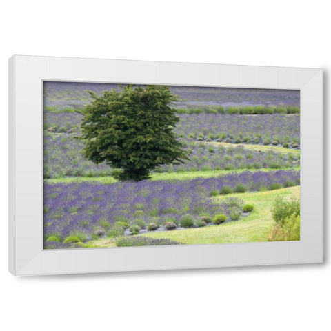Lavender Field and Tree White Modern Wood Framed Art Print by Styber, Dana