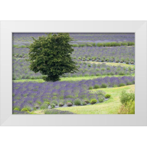 Lavender Field and Tree White Modern Wood Framed Art Print by Styber, Dana
