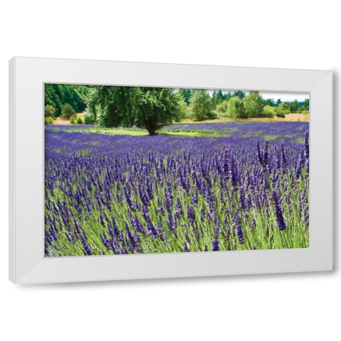 Lavender Field I White Modern Wood Framed Art Print by Styber, Dana