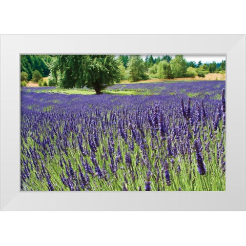 Lavender Field I White Modern Wood Framed Art Print by Styber, Dana