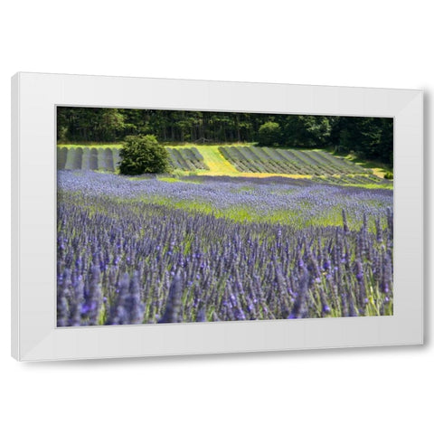 Lavender Field II White Modern Wood Framed Art Print by Styber, Dana
