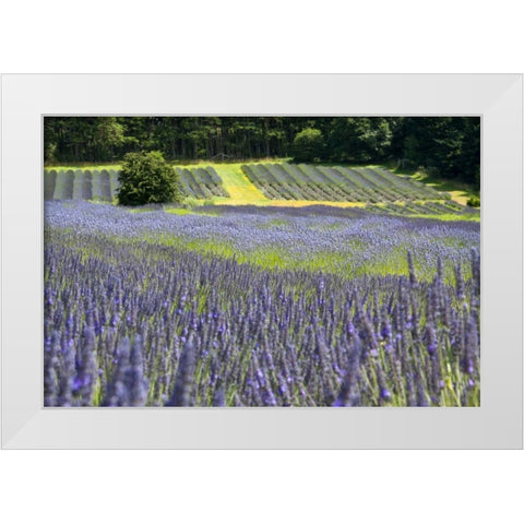 Lavender Field II White Modern Wood Framed Art Print by Styber, Dana