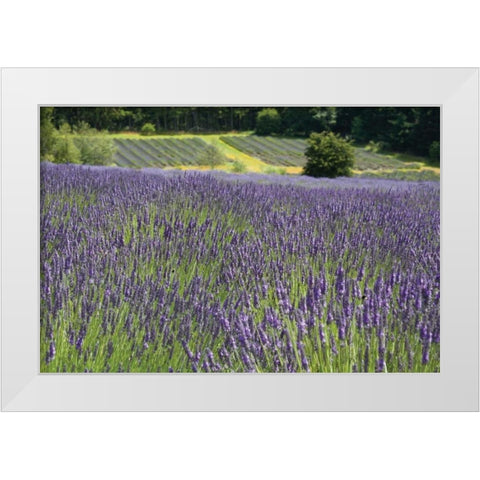 Lavender Field III White Modern Wood Framed Art Print by Styber, Dana