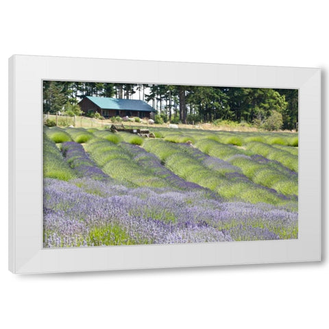 Lavender Hill I White Modern Wood Framed Art Print by Styber, Dana