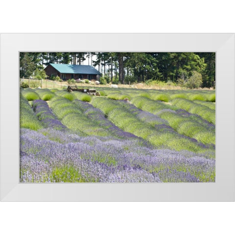 Lavender Hill I White Modern Wood Framed Art Print by Styber, Dana