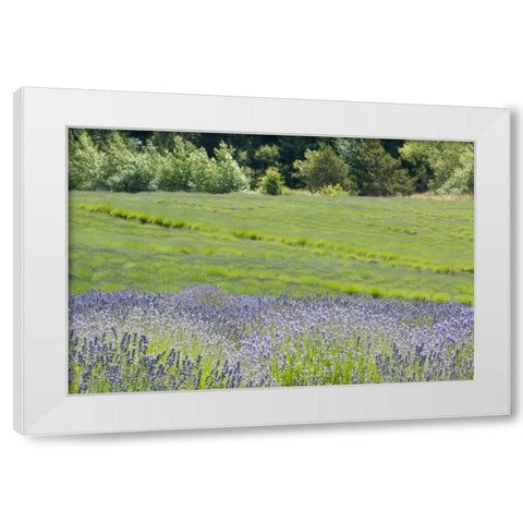 Lavender Hill II White Modern Wood Framed Art Print by Styber, Dana