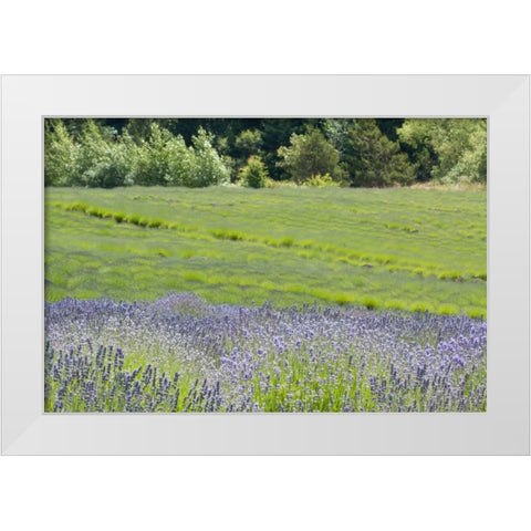 Lavender Hill II White Modern Wood Framed Art Print by Styber, Dana