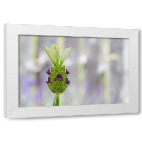 Lavender Bud I White Modern Wood Framed Art Print by Styber, Dana
