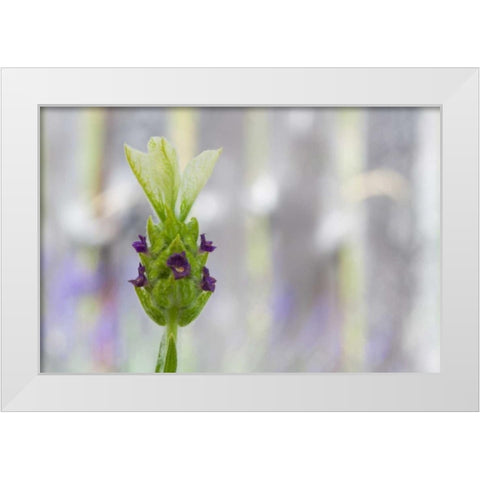 Lavender Bud I White Modern Wood Framed Art Print by Styber, Dana