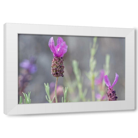 Lavender Bud II White Modern Wood Framed Art Print by Styber, Dana