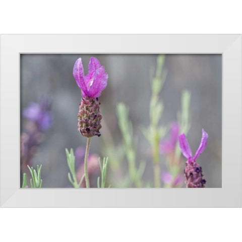 Lavender Bud II White Modern Wood Framed Art Print by Styber, Dana