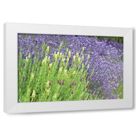 Flowing Lavender I White Modern Wood Framed Art Print by Styber, Dana