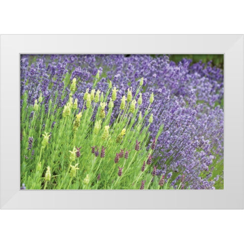 Flowing Lavender I White Modern Wood Framed Art Print by Styber, Dana