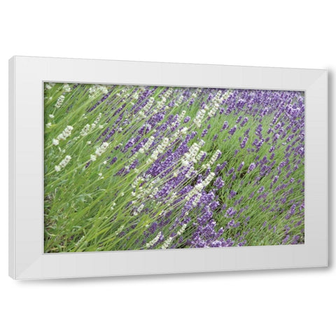 Flowing Lavender II White Modern Wood Framed Art Print by Styber, Dana