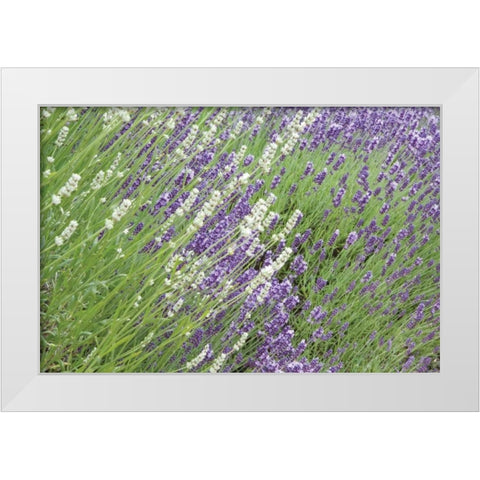 Flowing Lavender II White Modern Wood Framed Art Print by Styber, Dana