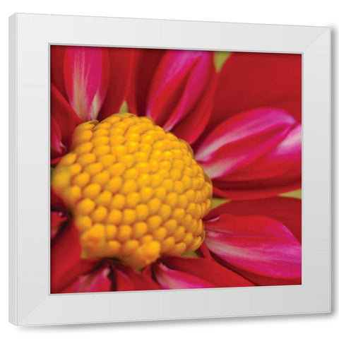 Starburst Square II White Modern Wood Framed Art Print by Styber, Dana