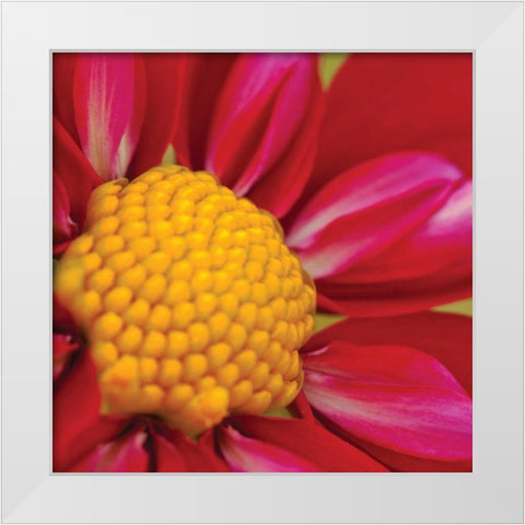 Starburst Square II White Modern Wood Framed Art Print by Styber, Dana