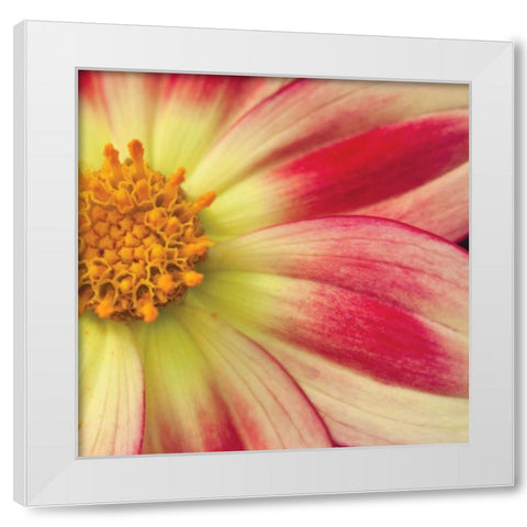 Starburst Square III White Modern Wood Framed Art Print by Styber, Dana