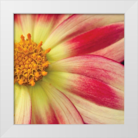 Starburst Square III White Modern Wood Framed Art Print by Styber, Dana