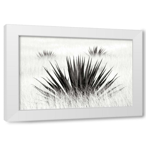 Agave BW I White Modern Wood Framed Art Print by Taylor, Douglas