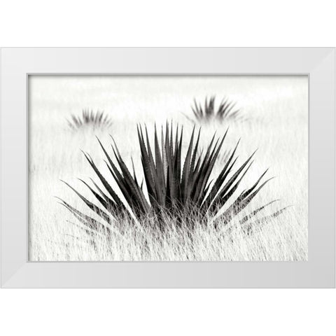 Agave BW I White Modern Wood Framed Art Print by Taylor, Douglas