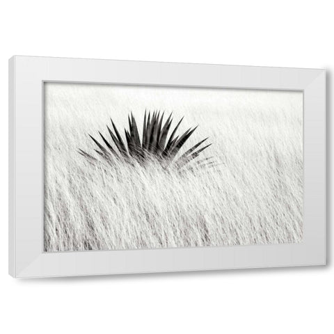 Agave BW II White Modern Wood Framed Art Print by Taylor, Douglas