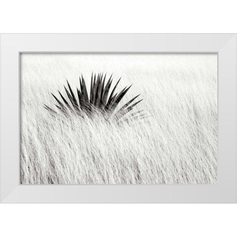 Agave BW II White Modern Wood Framed Art Print by Taylor, Douglas